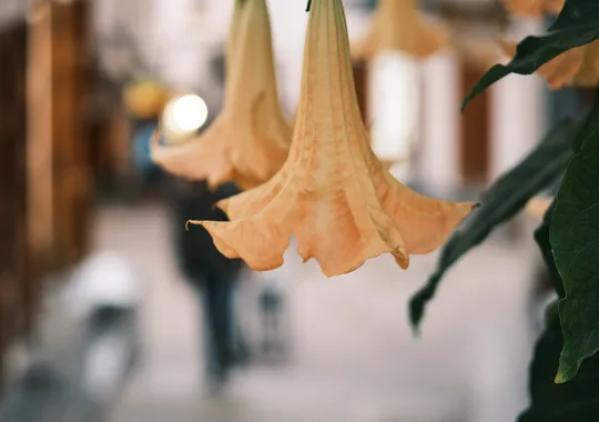 DSCF4798.webp