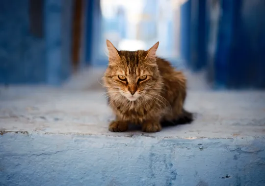 DSCF4890.webp