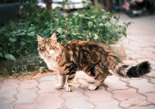 DSCF5360.webp