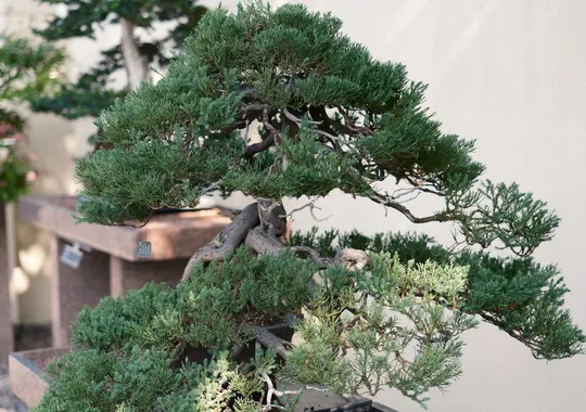 DSCF6031.webp