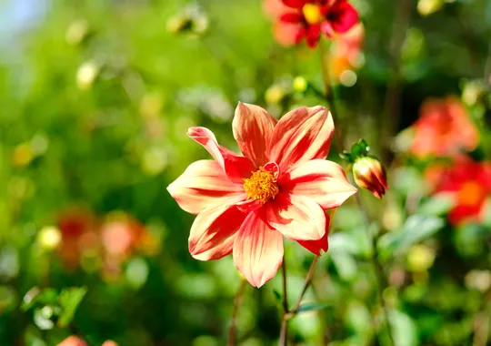 DSCF6052.webp