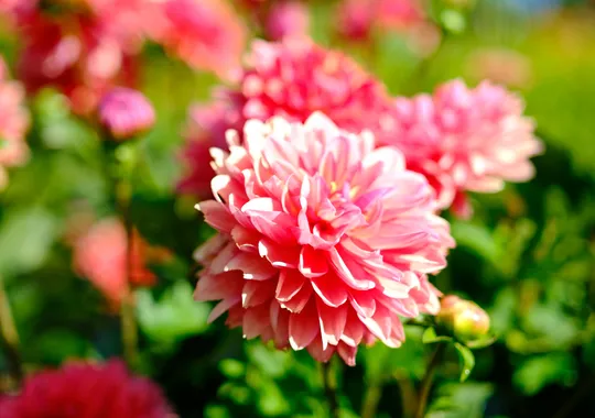 DSCF6054.webp