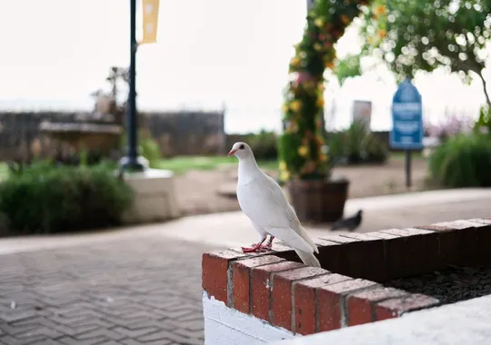 DSCF7522.webp